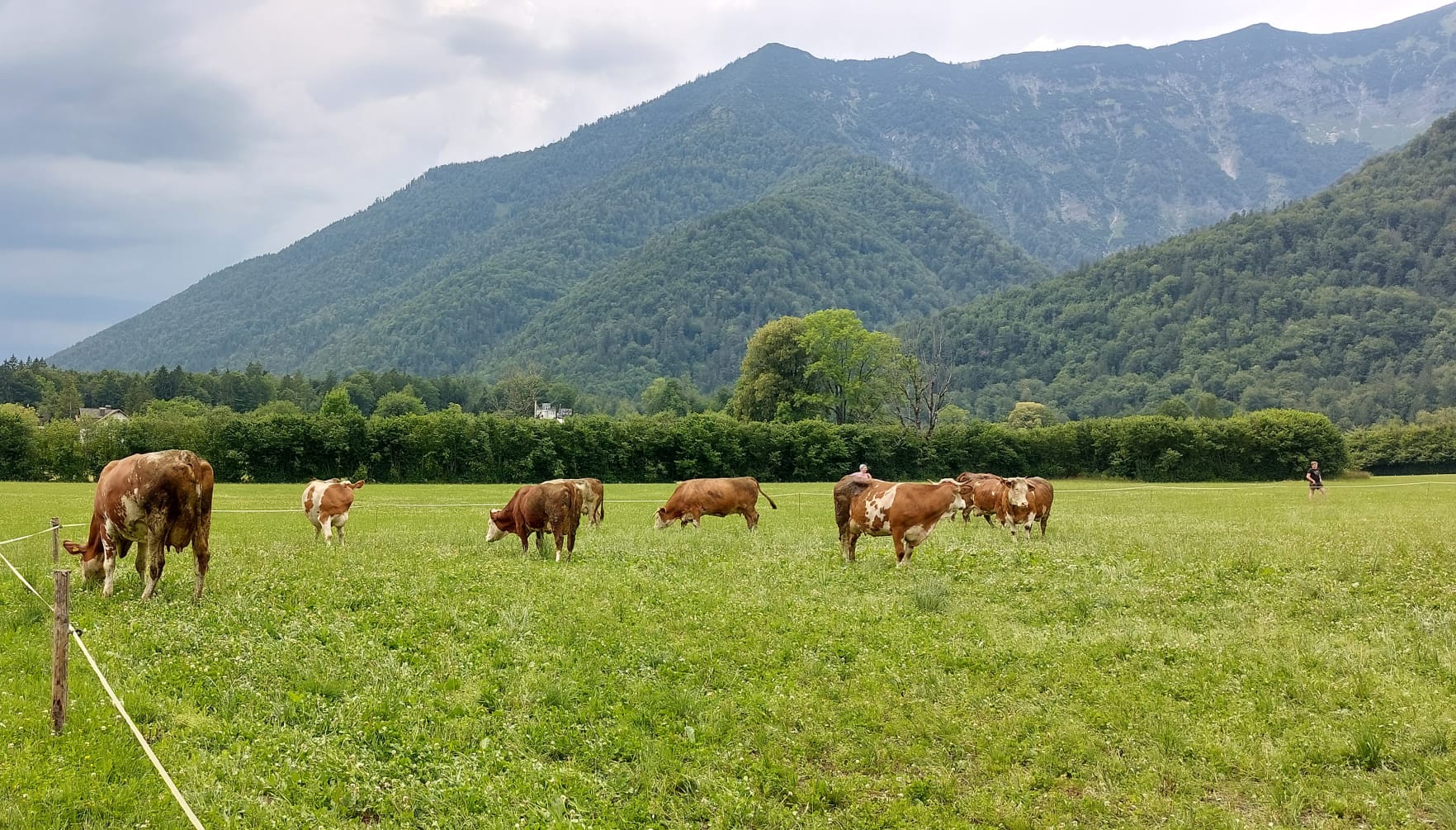 Auf der Weide